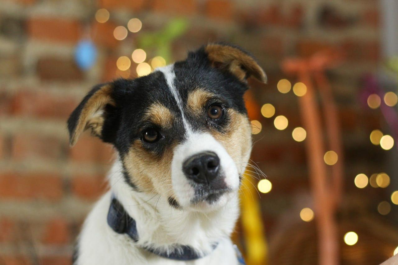 Chiens à adopter